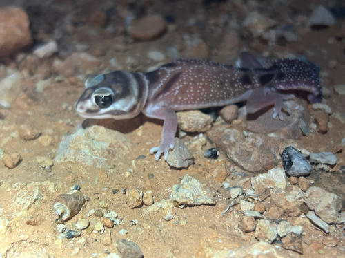 Western Smooth Knob-tailed Gecko