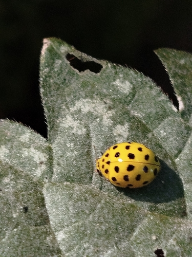 22-spot Ladybird