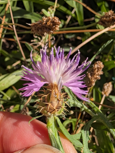 Centaurea aspera, photograph 2