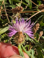 Centaurea aspera, photograph author not stated, no rights reserved