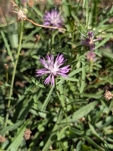 Centaurea aspera, photograph 3