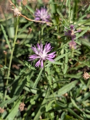 Centaurea aspera, photograph author not stated, no rights reserved