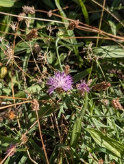 Centaurea aspera, photograph author not stated, no rights reserved
