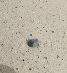 Eurygaster austriaca
