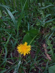 Taraxacum officinale