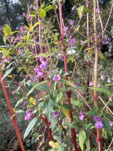 Himalayan balsam