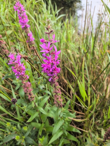 purple loosestrife