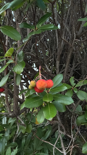strawberry tree