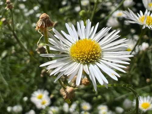 annual fleabane
