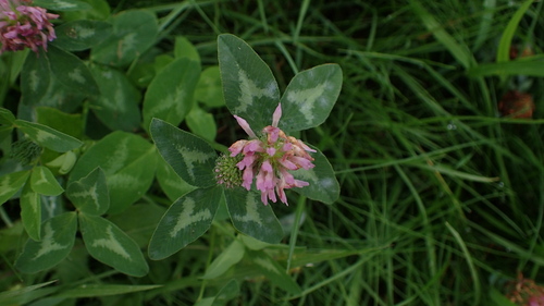 Red Clover