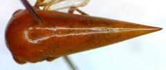 Stictopelta