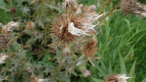 Bull Thistle