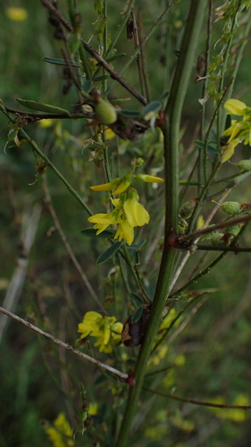 Yellow Sweetclover