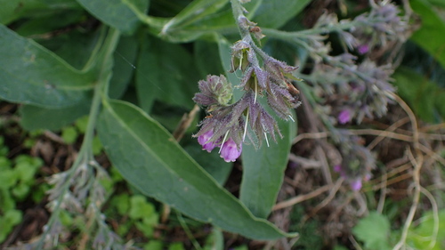 common comfrey