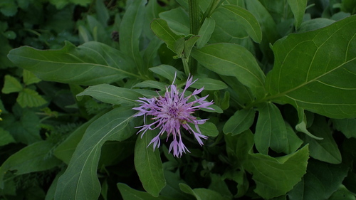 Greater Knapweed