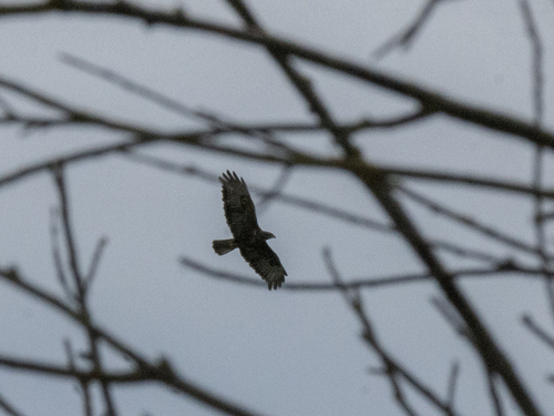 Common Buzzard