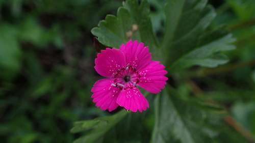 Maiden Pink