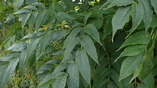 European ash