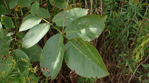 Persian walnut