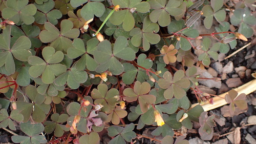 Creeping Woodsorrel