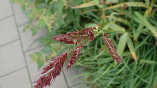 barnyardgrass