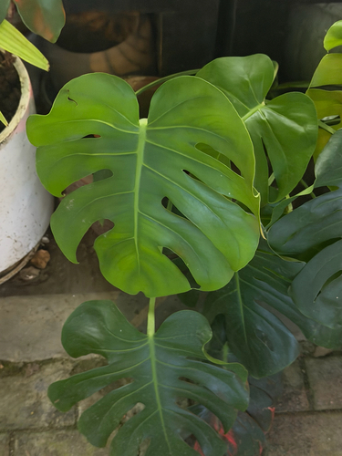 Swiss Cheese Plant