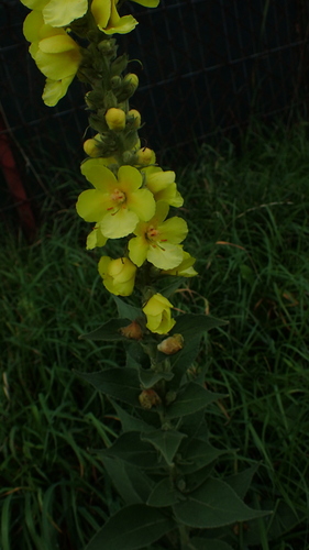 Orange Mullein