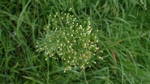 horseweed