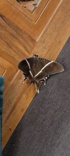Lyssa menoetius