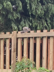 Sciurus carolinensis