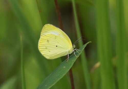 Pale Yellow