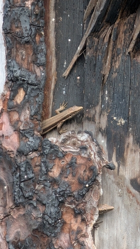 Madeira Lizard