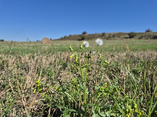 common groundsel