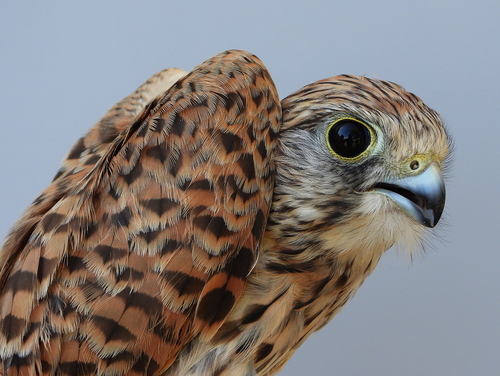 Eurasian Kestrel