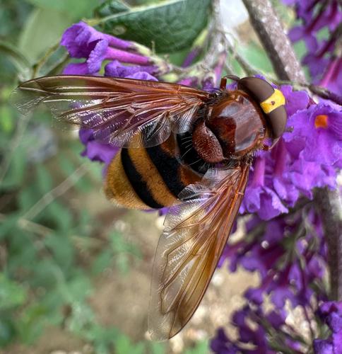 Hornet Mimic Hover Fly