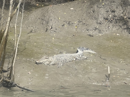 Saltwater Crocodile