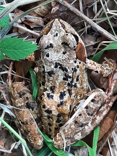 European Common Frog