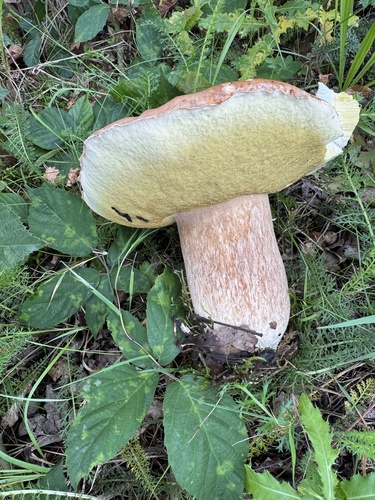 King Bolete
