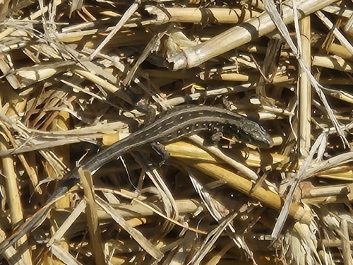 Sand Lizard