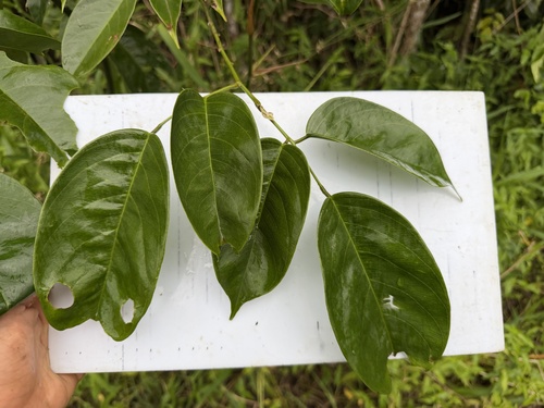 Dalbergia ovalis, 2026-06-04