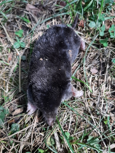 European Mole