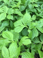 Hydrophyllum virginianum