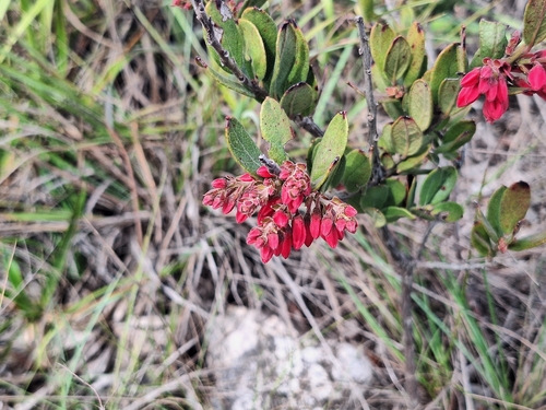 Gaylussacia brasiliensis, 2026-09-16