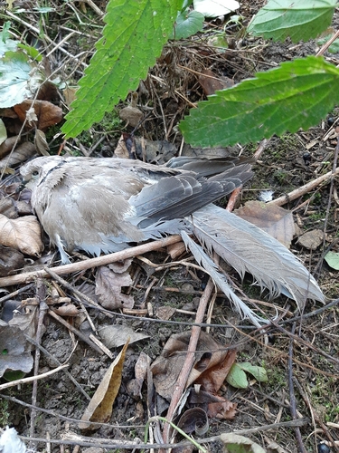 Eurasian Collared-Dove