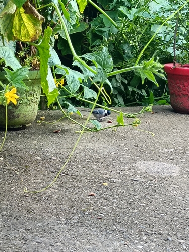 Asian Tit