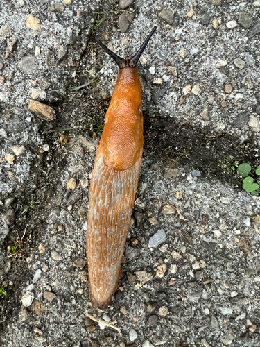 Spanish Slug, Gildenlaan, Apeldoorn, Gelderland, NL, photo 9 of 10