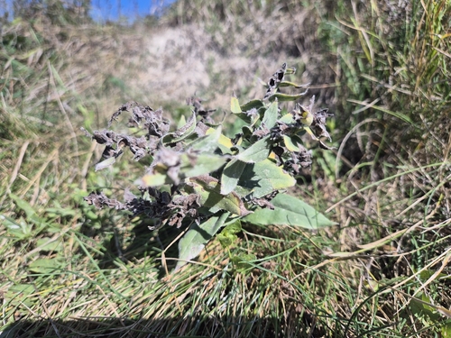 Nonea pulla, photograph 5