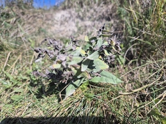 Nonea pulla, photograph (c) Bobo-X, some rights reserved (CC BY)