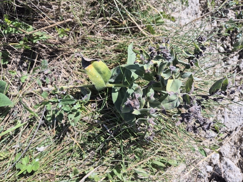 Nonea pulla, photograph 6