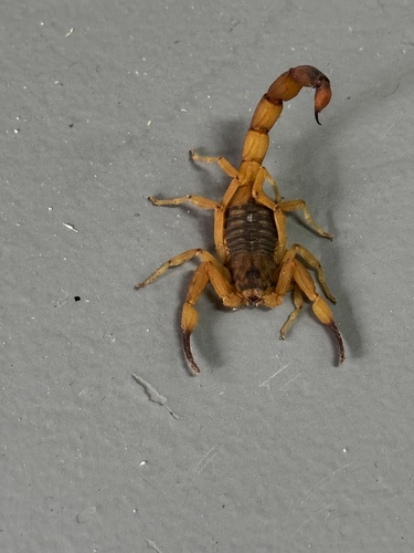 Brazilian Yellow Scorpion